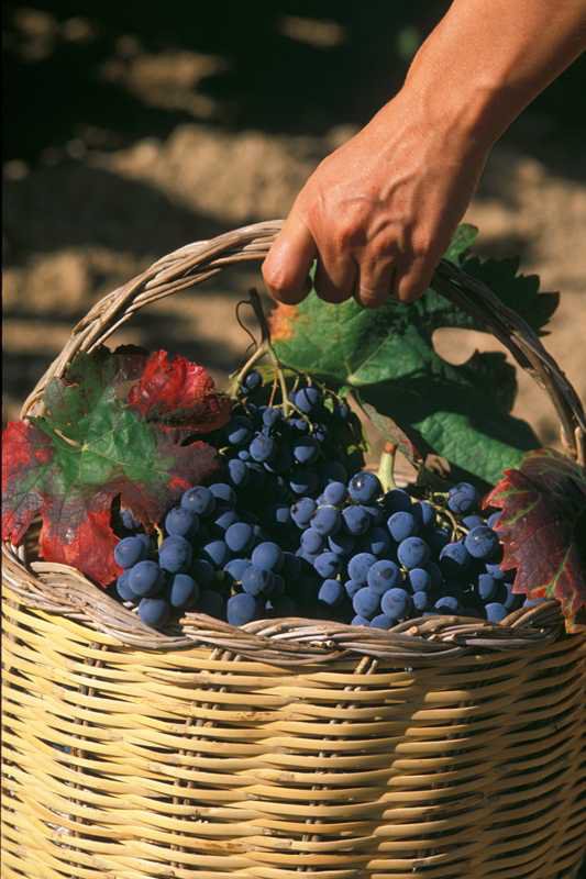 La Sagra del Vino Mandrolisai nel cuore della Sardegna!