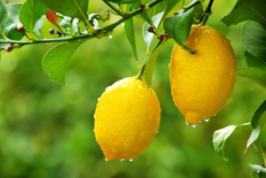 albero-limone