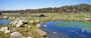 La giara - Sardegna 