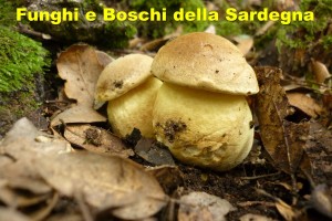 Funghi e Boschi della Sardegna
