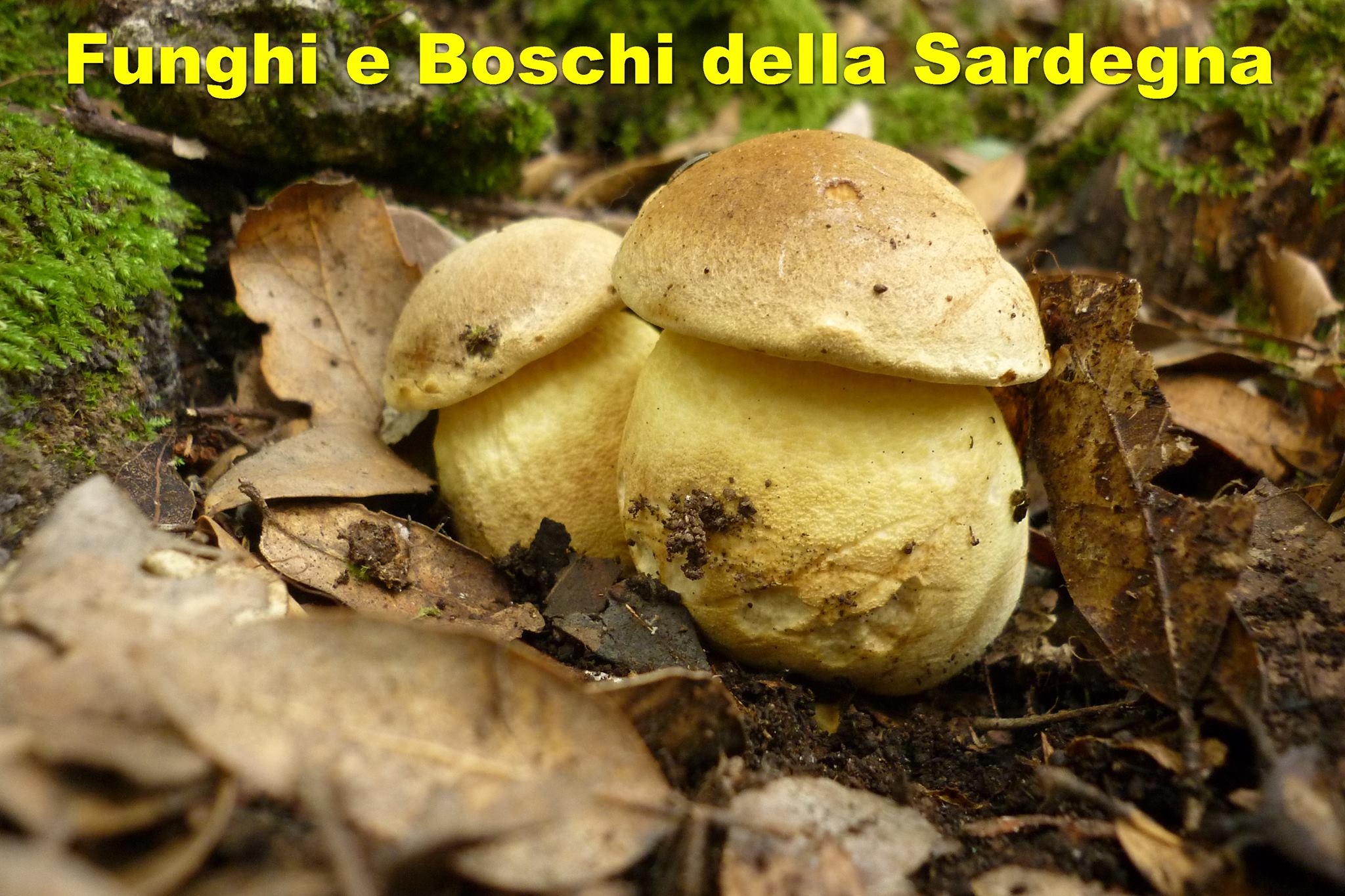 Funghi di Sardegna: Oggi in compagnia dell’ Hydnum rufescens.